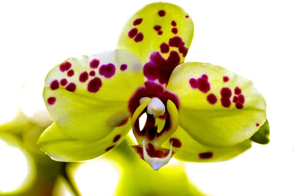 Zblízka Žlutě Skvrnitý Květ Orchideje Rostoucí Skleníku Přirozeným Pozadím — Stock fotografie