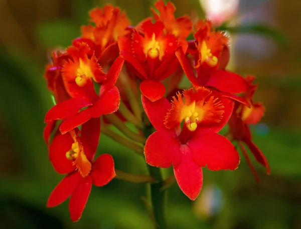 在一个有着自然背景的温室里生长着红黄相间的兰花 — 图库照片