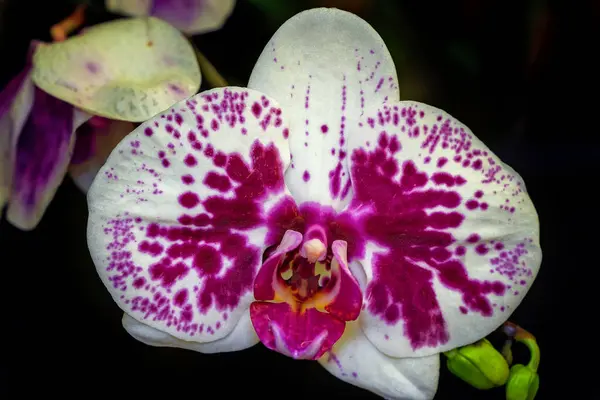 Detailní Záběr Růžové Bílé Orchideje Kvetoucí Skleníku Černým Pozadím — Stock fotografie
