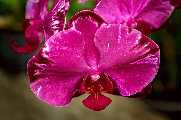 Detailní Záběr Růžové Orchideje Rostoucí Skleníku Přírodním Pozadím — Stock fotografie