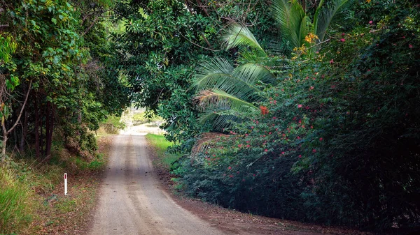 Dirt Road Canopy Country Bushland — Stock Photo, Image