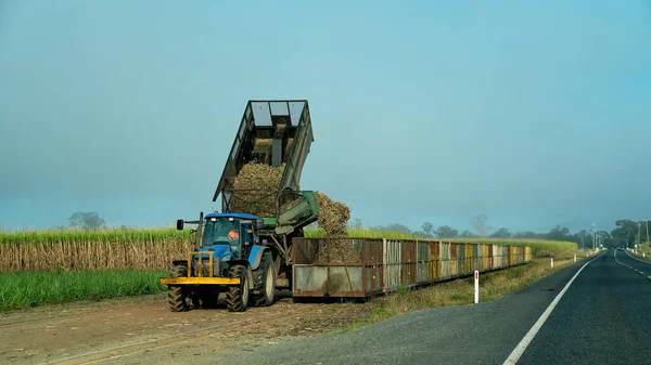 Mackay Queensland Austrália Setembro 2020 Motorista Trator Descarregando Cana Açúcar — Fotografia de Stock