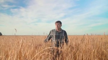 Erkek bir çiftçi buğday tarlasında yavaşça yürür..