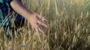 Çiftçi eli tarladaki tahıllara yavaşça dokunuyor..
