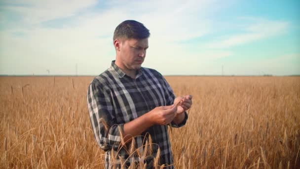 A farmer stands in a field holding a spikelet of wheat in his hands. — Stock Video
