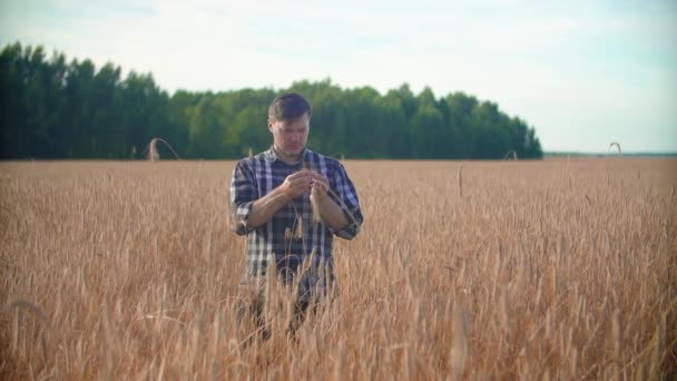 Un granjero en un campo sostiene una espiga de trigo en sus manos y la estudia.. — Vídeo de stock