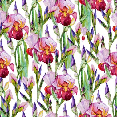 Iris arka plan. Seamless modeli. Suluboya resim