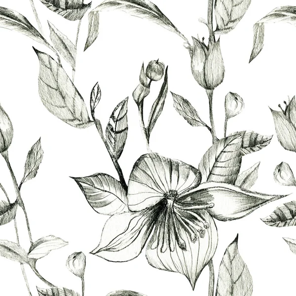 Wild Pencil Ritning Blommor Isolerade Vit Bakgrund Blyertsteckning Illustrationer — Stockfoto