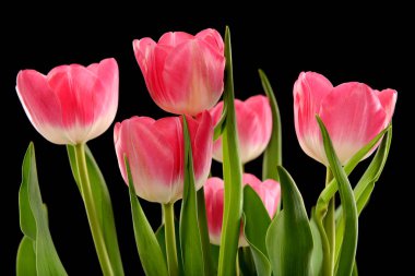 Pembe Laleler