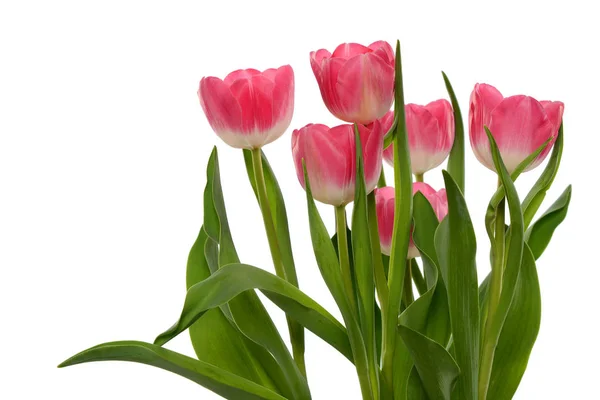 Skupina tulipánů — Stock fotografie