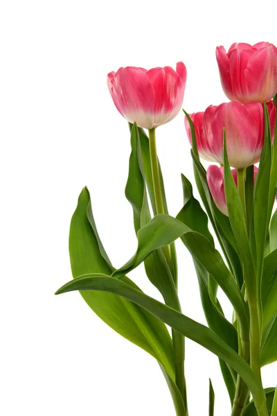 Group of Tulips — Stock Photo, Image