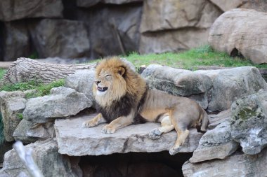 erkek aslan dinlenme