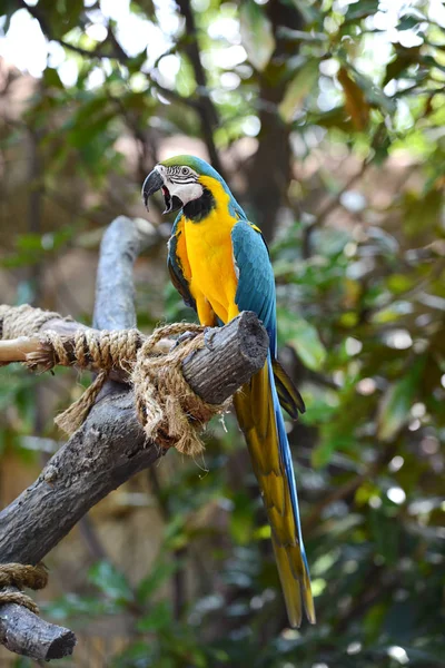 Красочный попугай на ветке — стоковое фото