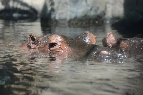 Hippopotsmus nadando — Fotografia de Stock