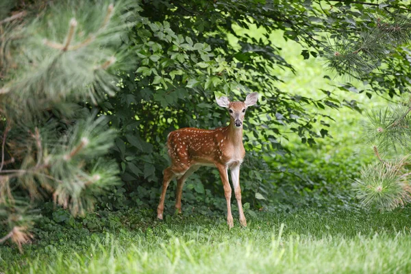 Baby Deer in the woods — Stock Photo, Image