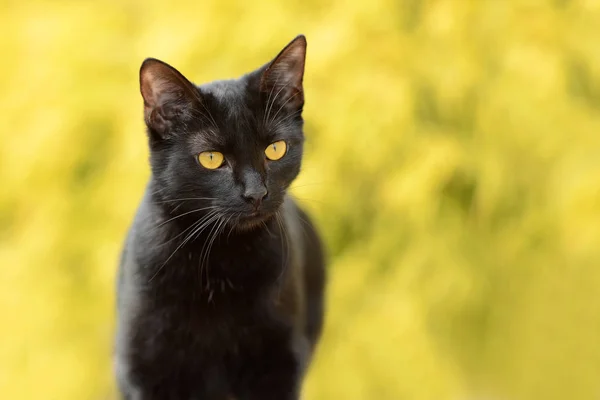 Portret czarny kot — Zdjęcie stockowe