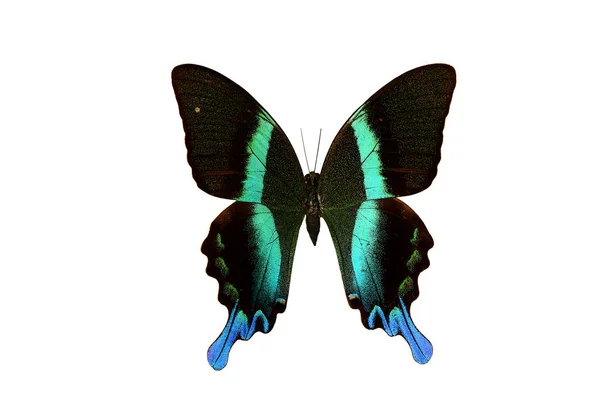 罕见的蝴蝶雄绿燕尾 (帕皮略布卢梅) — 图库照片
