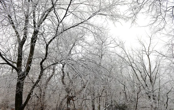 Escena de invierno con árboles —  Fotos de Stock