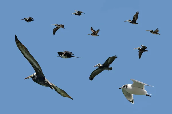 Uccelli marini assortiti in volo — Foto Stock