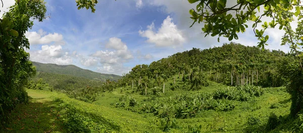 Panoramic view of the rain forest in Puerto Rico — Stock Photo, Image