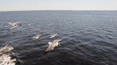 Okyanus suyunun üzerinde uçan kartallar