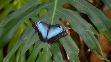 Mavi ve siyah kelebek büyük bir yaprağın üstünde poz