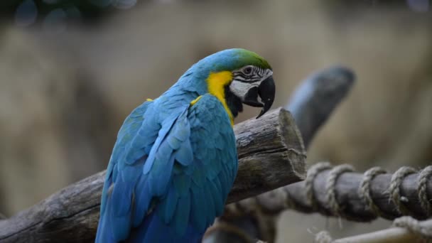 Papagaios Coloridos Brincando Galho Árvore — Vídeo de Stock