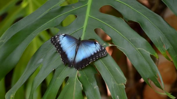 Синяя Черная Бабочка Позирует Вершине Большого Листа — стоковое видео
