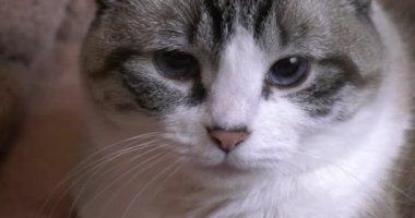 Mavi gözlü evcil kedi yakın çekim