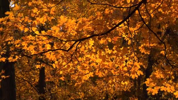 Rüzgartarafından Hareket Eden Yaprakları Ile Sonbaharda Renkli Ağaçlar — Stok video