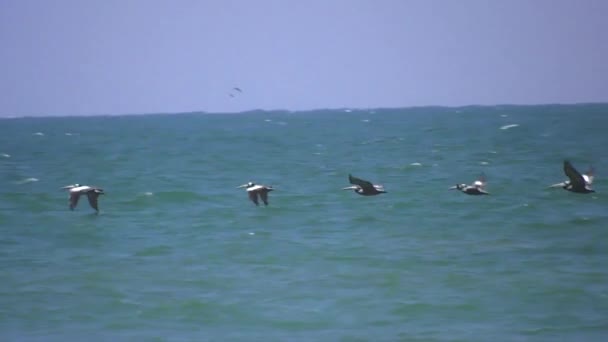 Pelicans Flying Formation Slow Motion Marcona Beach Northern Peru — Stock Video