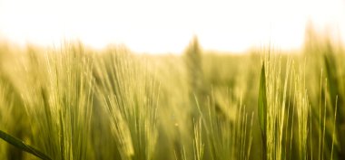 gün batımı ve çim