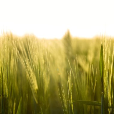 gün batımı ve çim