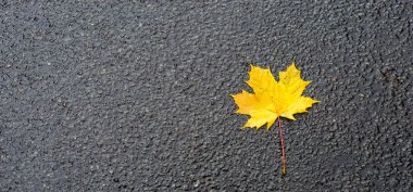 Sonbahar yaprak yol asfalt üzerinde fotoğraf