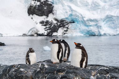 Antartika'da penguenler