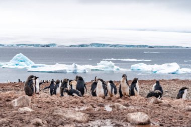 Antartika'da penguenler