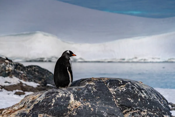 Pinguins em antártica — Fotografia de Stock