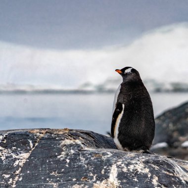 Antarktika'daki penguen