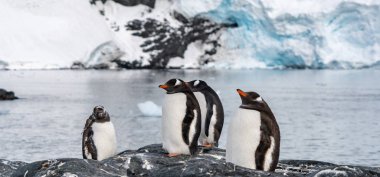 Antartika'da penguenler