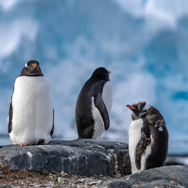 Pingvinek az Antarktiszon — Stock Fotó