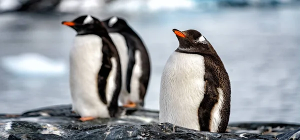 Pinguins em antártica — Fotografia de Stock