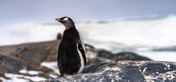 남극에서 펭귄 — 스톡 사진