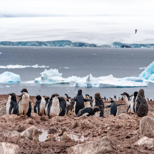 Pinguins em antártica — Fotografia de Stock