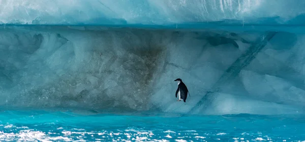 Penguin στην Ανταρκτική — Φωτογραφία Αρχείου