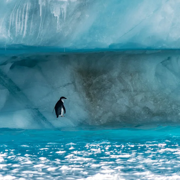 Pingüino en la Antártida —  Fotos de Stock