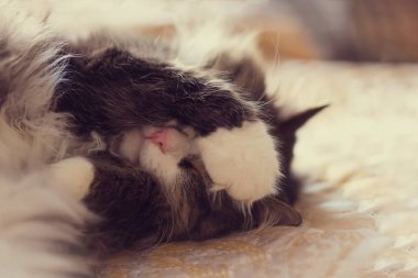 Kedi pençe gözleriyle kapanış kanepede uyur