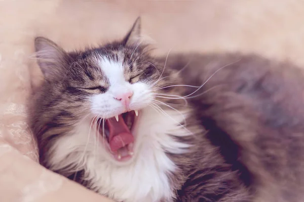 Kedi kanepede yatıyor ve geniş esnemek