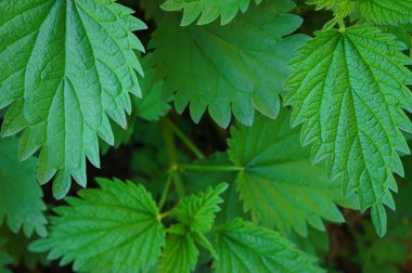 Isırgan yaprağı yeşil arka plan