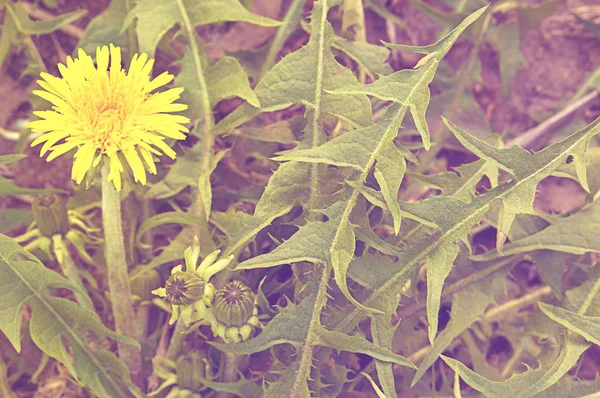 Postkarte Mit Einem Bild Einer Löwenzahnblume — Stockfoto