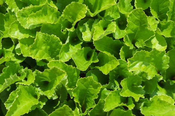 Yeşil salata yaprakları oluşan arka plan